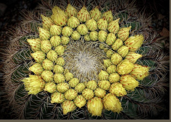Cactus Greeting Card featuring the photograph Circle Of Life Renewal by Elaine Malott