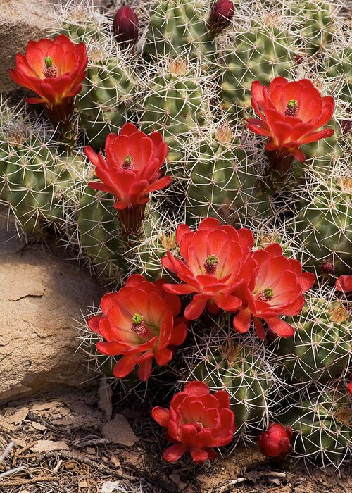 Wildflowers Greeting Card featuring the photograph Claret Cup Cactus by Dan Norris