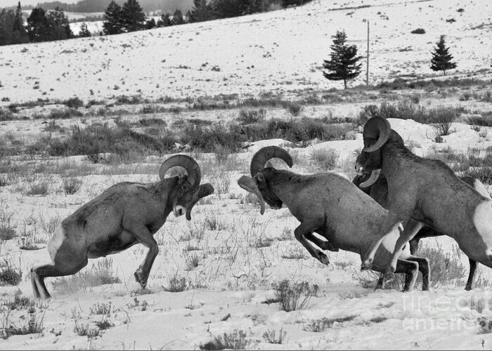 Bighorn Sheep Greeting Card featuring the photograph Clash Of The Bighorn Bruisers by Adam Jewell
