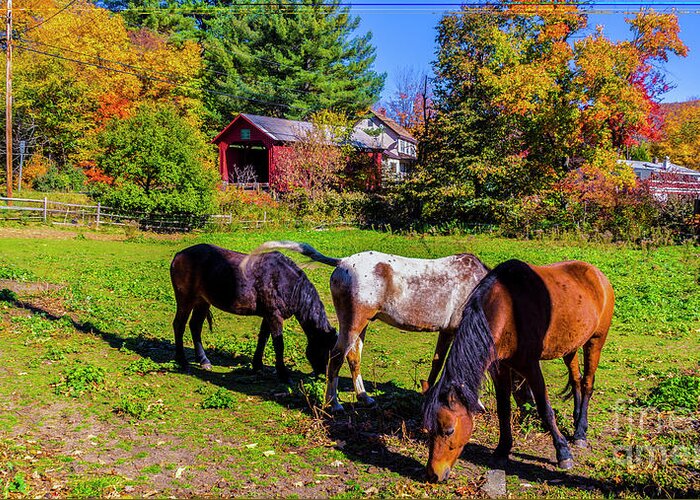 Fall Foliage Greeting Card featuring the photograph Classic Vermont Scene by Scenic Vermont Photography