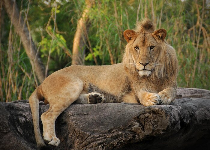 Lion Greeting Card featuring the photograph Classic Young Male by Steven Sparks
