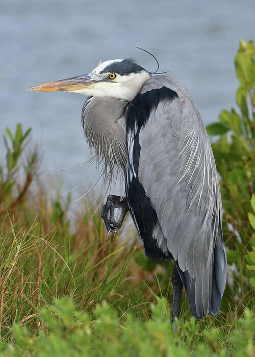 Blue Heron Greeting Card featuring the photograph Classy Blue Heron by Artful Imagery
