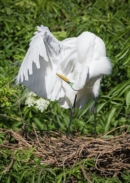 Alone Greeting Card featuring the photograph Cleaning my Feathers by Dawn Currie