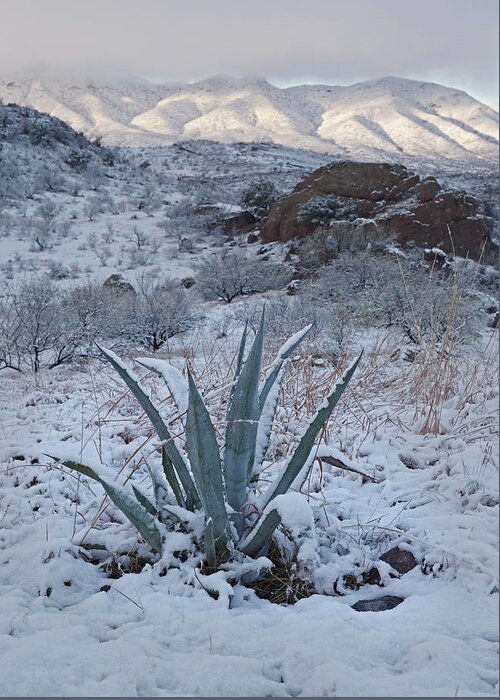 Tom Daniel Greeting Card featuring the photograph Clearing Desert Snowstorm by Tom Daniel