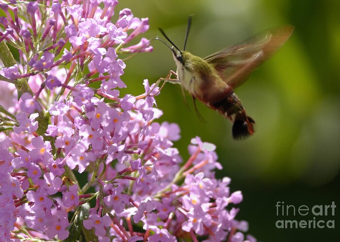 Hummingbird Clearwing Greeting Card featuring the photograph Clearwing Pink by Randy Bodkins