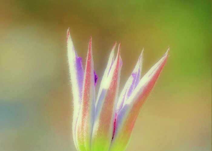 Clematis Bud Greeting Card featuring the photograph Clematis Bud - Cropped by MTBobbins Photography