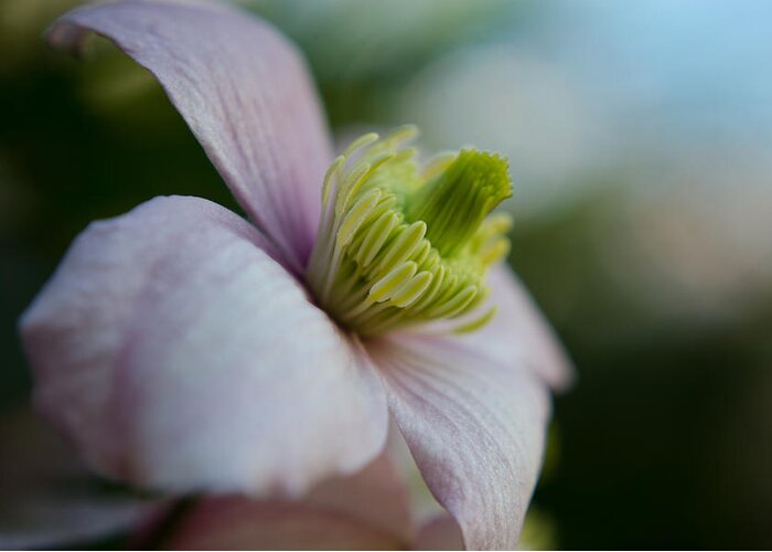 Flower Greeting Card featuring the photograph Clematis flower face of Spring by Spikey Mouse Photography