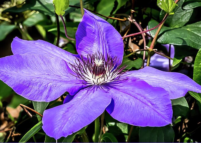Flower Greeting Card featuring the digital art Clematis in Springtime by Ed Stines