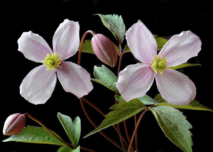 Clematis Flowers Greeting Card featuring the photograph Clematis Montana Rubens by Terence Davis