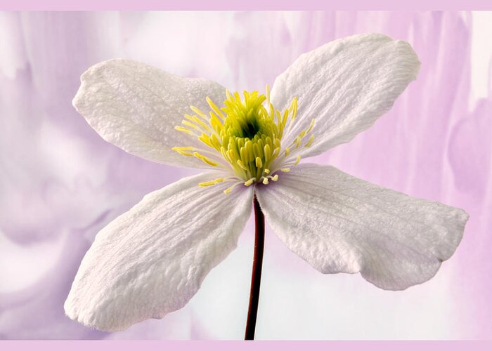 Clematis Greeting Card featuring the photograph Clematis by Terence Davis
