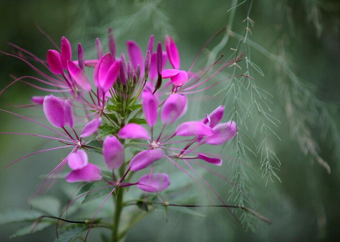 Nature Greeting Card featuring the photograph Cleome by Jane Melgaard
