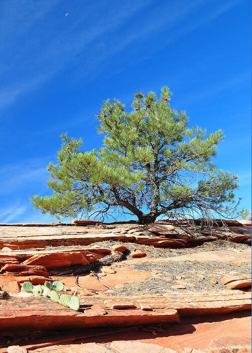 Zion Greeting Card featuring the photograph Clinging Tree in Zion National Park by Bruce Gourley