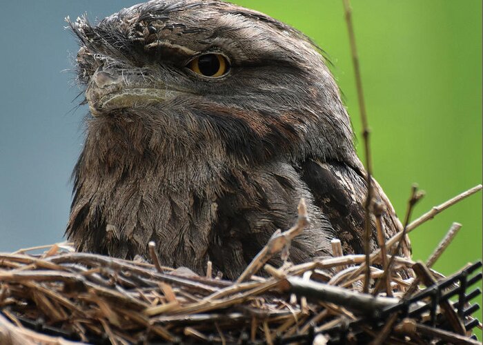 Nest Greeting Card featuring the photograph Close Up Look at a Tawny Frogmouth Sitting in a Nest by DejaVu Designs