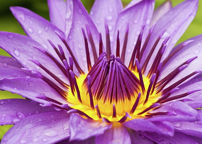 Aquatic Greeting Card featuring the photograph Close up of violet water lily by Tosporn Preede