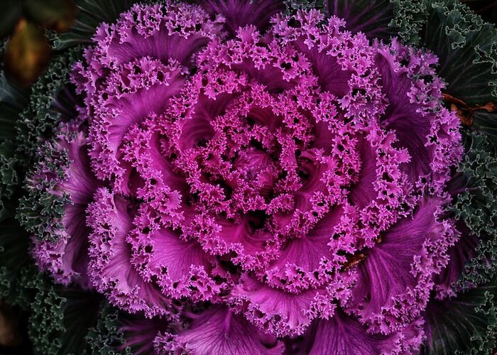 Ornamental Greeting Card featuring the photograph Close Up Ornamental Cabbage by Buck Buchanan