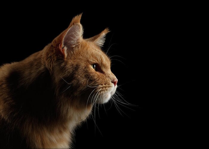 Cat Greeting Card featuring the photograph Close-up Portrait Ginger Maine Coon Cat Isolated on Black Background by Sergey Taran