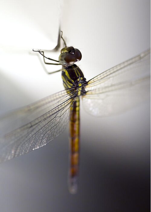 Lightweight Greeting Card featuring the photograph Close up shoot of a anisoptera dragonfly by U Schade