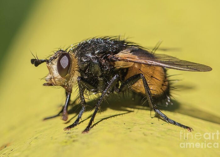Animal Greeting Card featuring the photograph Close up - Tachinid fly - Nowickia ferox by Jivko Nakev