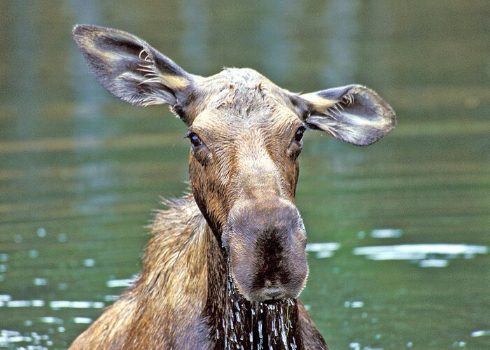 Moose Greeting Card featuring the photograph Close Wet Moose by Gary Beeler