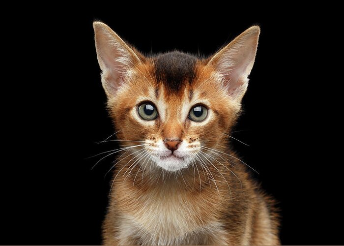 Aby Greeting Card featuring the photograph Closeup Abyssinian Kitty Curious Looking in Camera, Isolated Black Background by Sergey Taran