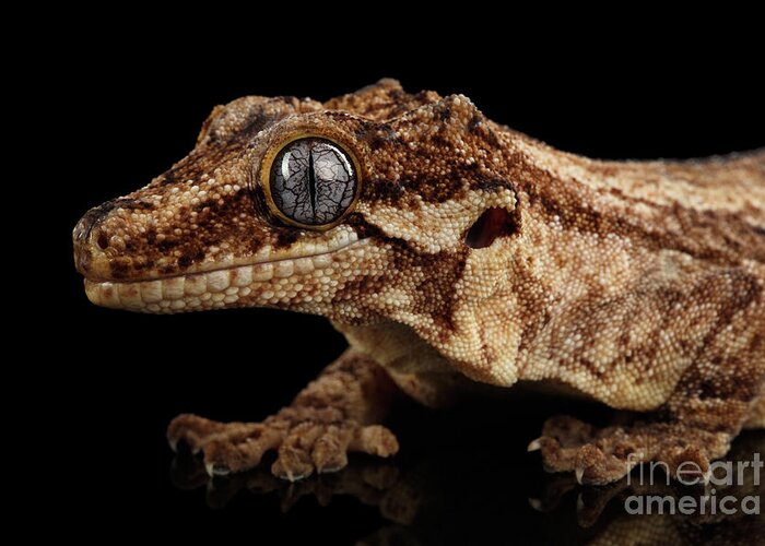 Reptile Greeting Card featuring the photograph Closeup Gargoyle Gecko, Rhacodactylus auriculatus in profile, staring Isolated on black background. by Sergey Taran