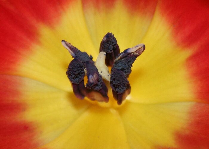 Tulip Greeting Card featuring the photograph Closeup by Magda Levin