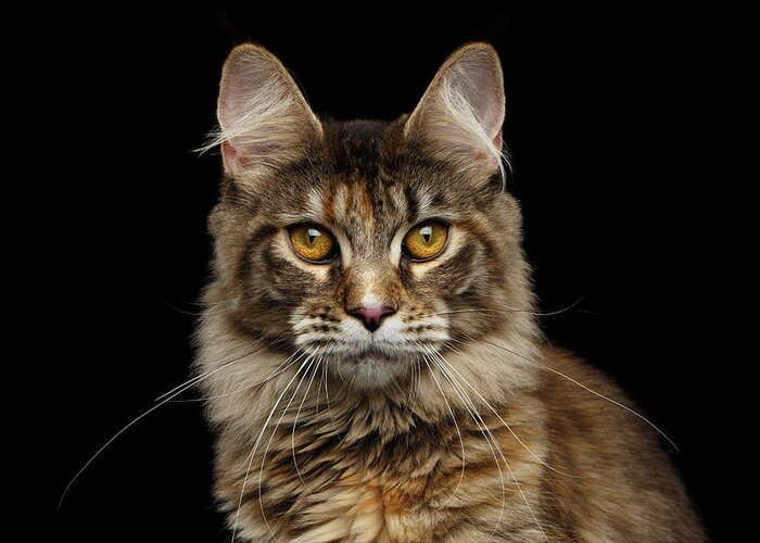 Cat Greeting Card featuring the photograph Closeup Maine Coon Cat Portrait Isolated on Black Background by Sergey Taran