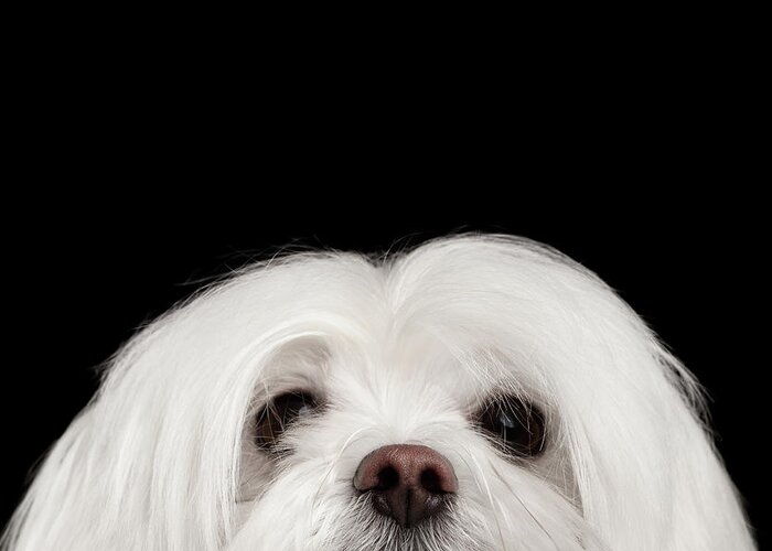 Maltese Greeting Card featuring the photograph Closeup Nosey White Maltese Dog Looking in Camera isolated on Black background by Sergey Taran