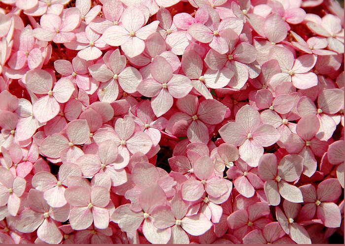Pink Hydrangea Greeting Card featuring the photograph Closeup of Pink Hydrangea by Allen Nice-Webb