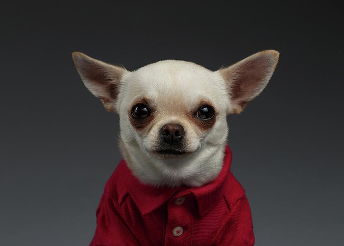 Pet Greeting Card featuring the photograph Closeup Portrait Chihuahua dog in stylish clothes. Gray background by Sergey Taran