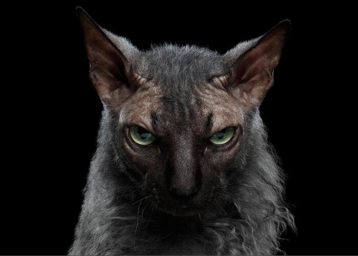 Werewolf Greeting Card featuring the photograph Closeup Werewolf Sphynx Cat Angry Looking in Camera Isolated Black by Sergey Taran