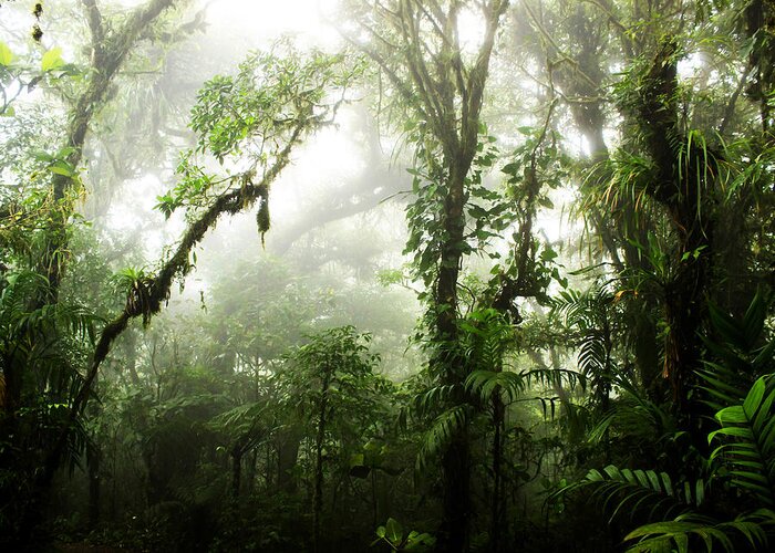 Forest Greeting Card featuring the photograph Cloud Forest by Nicklas Gustafsson