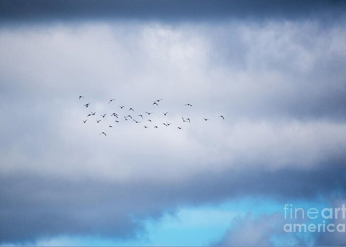Ducks Greeting Card featuring the photograph Clouds and Ducks by Cheryl McClure