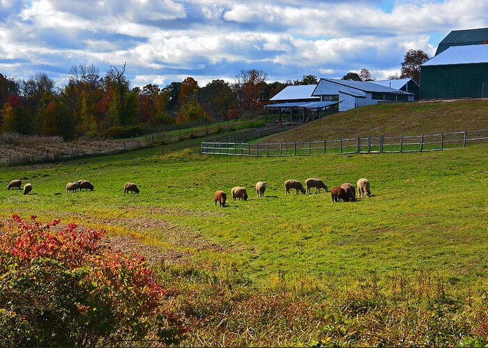 Clover Hill Greeting Card featuring the photograph Clover Hill Farm Sheep by Mike Martin