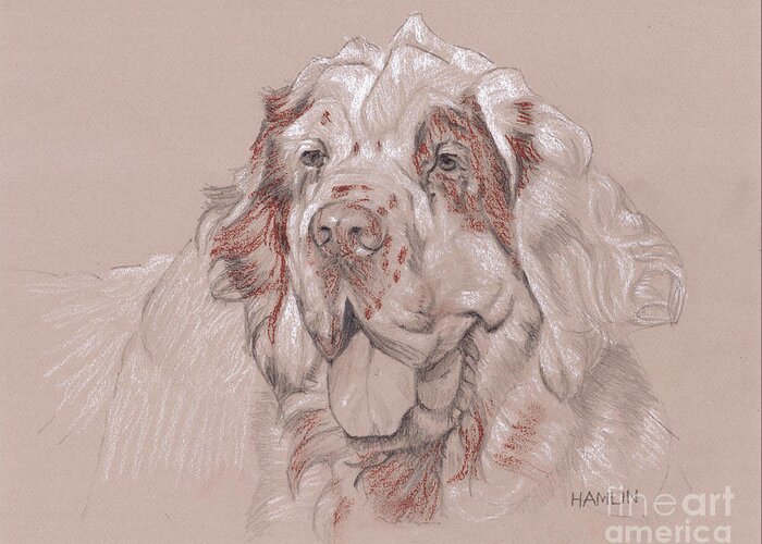 Dog Greeting Card featuring the drawing Clumber Spaniel - Big by Steve Hamlin