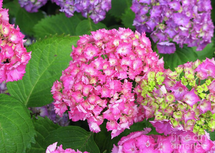 Flower Greeting Card featuring the photograph Cluster of Hydrangeas by Mini Arora