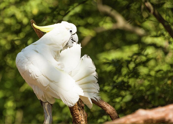 Zoo Greeting Card featuring the photograph Cockatoo Preening by John Benedict