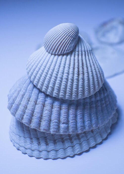Adria Trail Greeting Card featuring the photograph Cockle Shells in Blue by Adria Trail