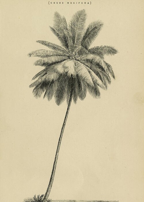 Cocoa Greeting Card featuring the drawing Cocoa Nut Palm Cocos Nucifera by Thomas Walsh