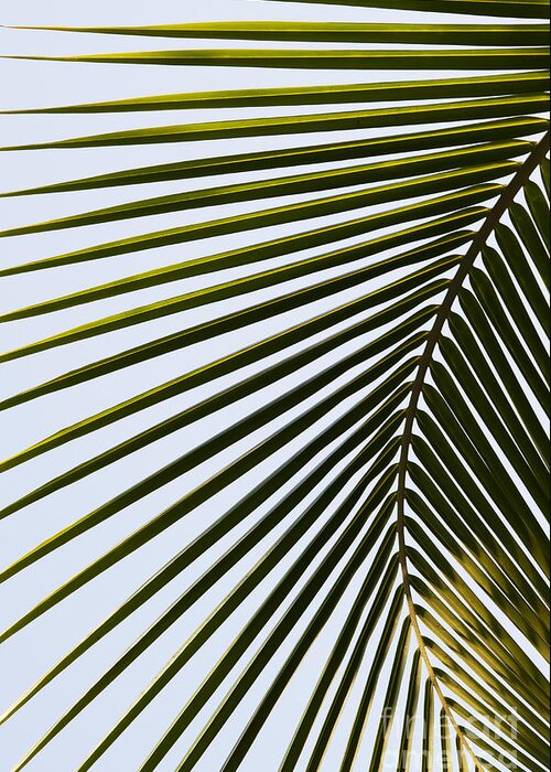 Coconut Greeting Card featuring the photograph Coconut Palm Leaf by Tim Gainey