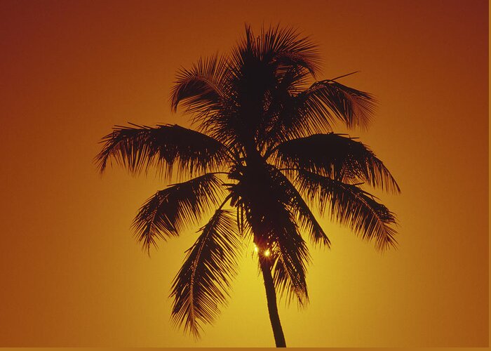 Coconut Palm Greeting Card featuring the photograph Coconut palm tree sunset by Gary Corbett