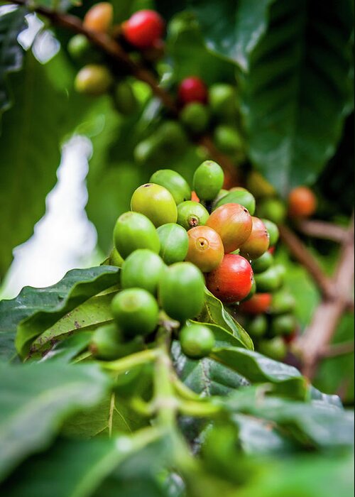 Ecuador Greeting Card featuring the photograph Coffee Plant by Daniel Murphy