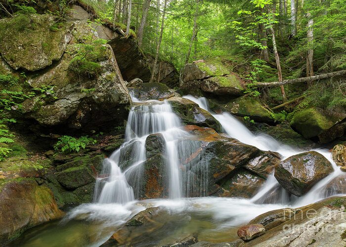 Amphibrach Trail Greeting Card featuring the photograph Cold Brook - White Mountains New Hampshire by Erin Paul Donovan
