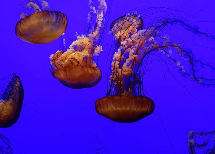 Jellyfish Greeting Card featuring the photograph Collection of jellyfish by Peter Ponzio