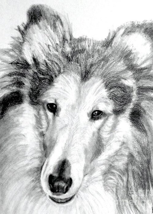 Collie Greeting Card featuring the painting Collie Rough Lover by Susan A Becker