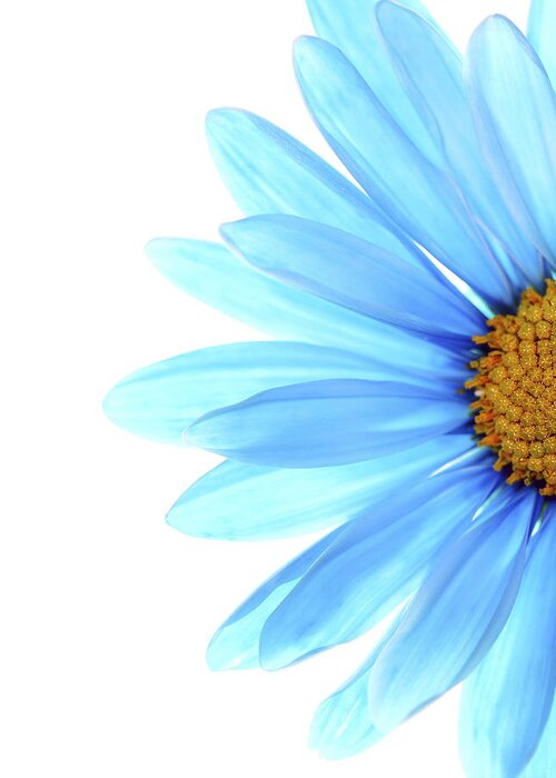 Daisy Greeting Card featuring the photograph Color Me Blue by Rebecca Cozart