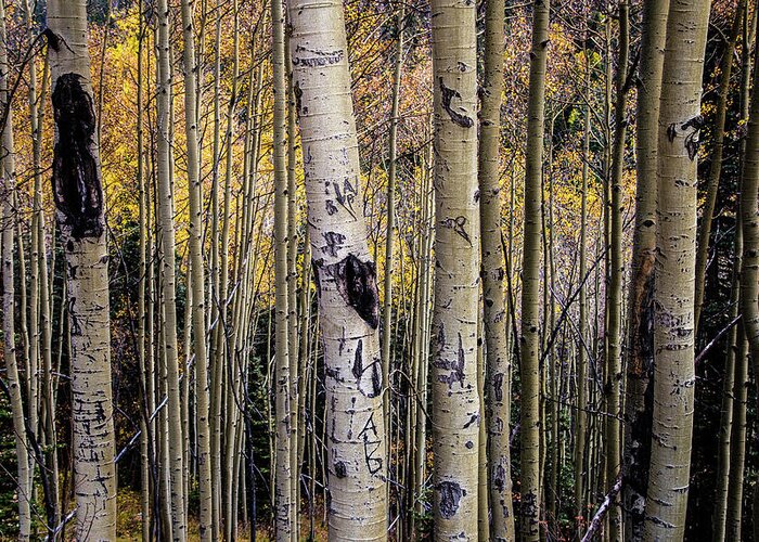 Aspens Greeting Card featuring the photograph Colorado Aspens by Jen Manganello