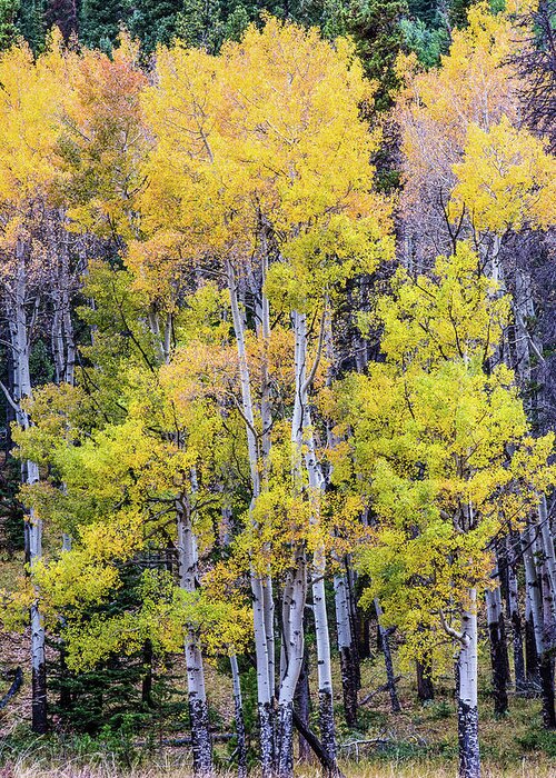 Fall Greeting Card featuring the photograph Colorado color by Greg Wyatt