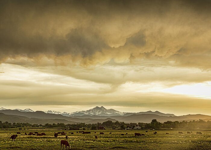 Severe Greeting Card featuring the photograph Colorado Grazing by James BO Insogna