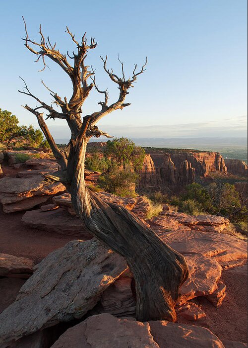 Colorado Greeting Card featuring the photograph Colorado National Monument Tree by Aaron Spong